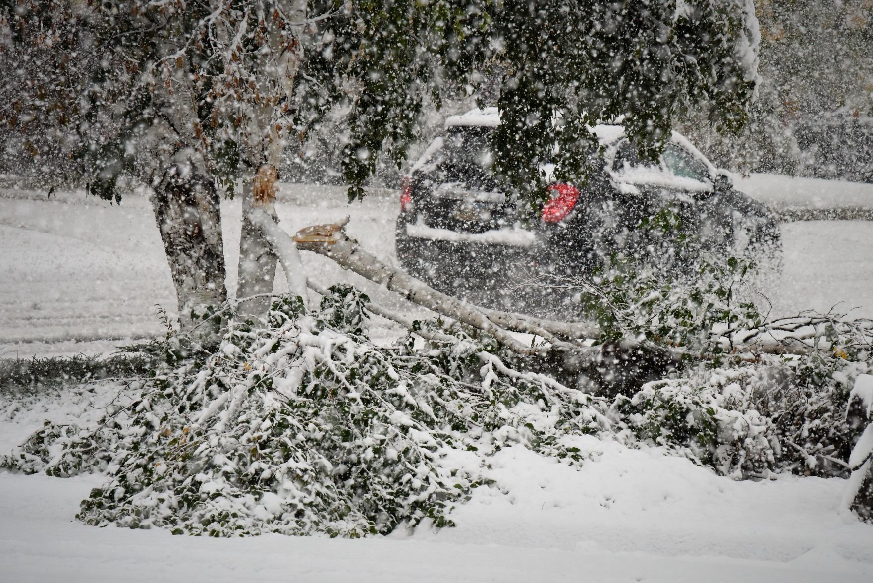 Snow tree Sturgis
